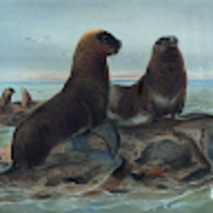 Meet your Posher, Zeppelin